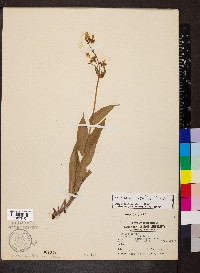 Penstemon pallidus image