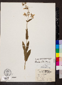 Penstemon pallidus image