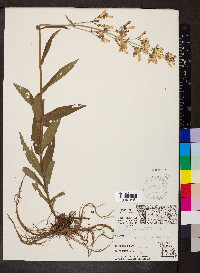 Penstemon pallidus image