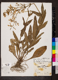 Penstemon pallidus image