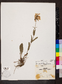 Penstemon pallidus image