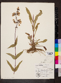 Penstemon pallidus image