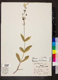 Penstemon pallidus image