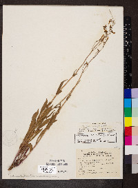 Penstemon pallidus image