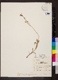 Penstemon pallidus image