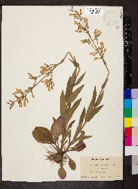 Penstemon pallidus image