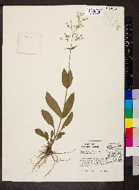 Penstemon pallidus image