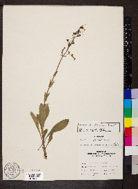 Penstemon pallidus image