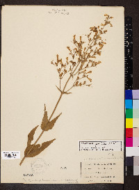 Penstemon pallidus image