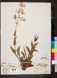 Penstemon pallidus image