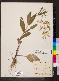 Penstemon pallidus image