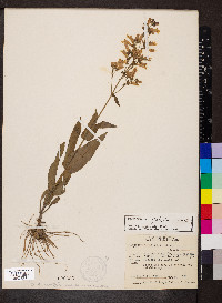 Penstemon pallidus image