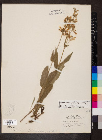 Penstemon pallidus image