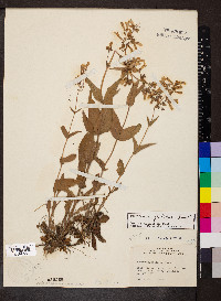 Penstemon pallidus image