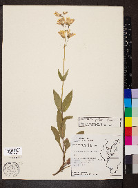 Penstemon pallidus image