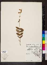Penstemon pallidus image