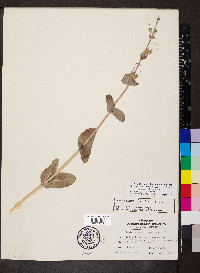 Penstemon grandiflorus image