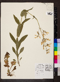 Penstemon hirsutus image