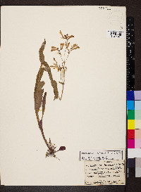 Penstemon hirsutus image