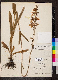 Penstemon tubaeflorus image