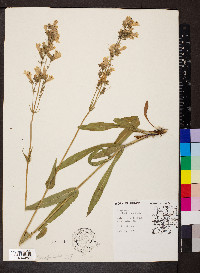 Penstemon tubaeflorus image