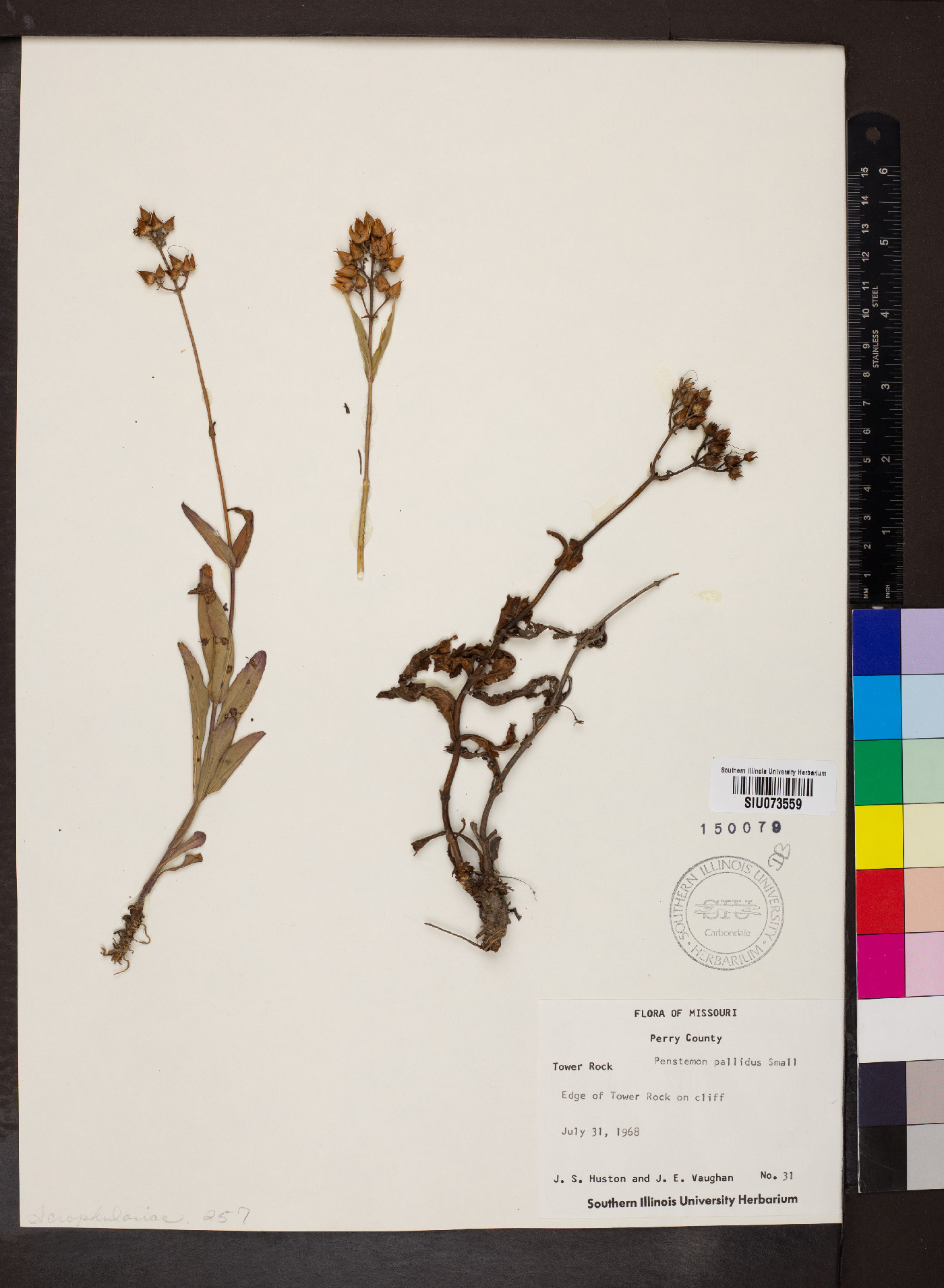 Penstemon pallidus image