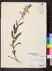 Penstemon pallidus image