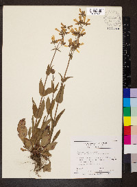 Penstemon pallidus image