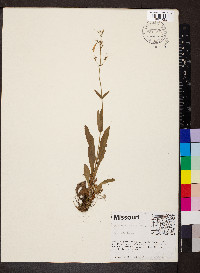 Penstemon pallidus image