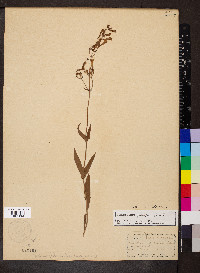 Penstemon pallidus image