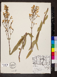 Penstemon pallidus image