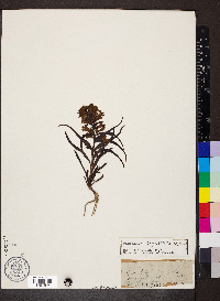 Penstemon angustifolius image