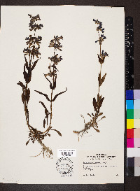 Penstemon attenuatus image