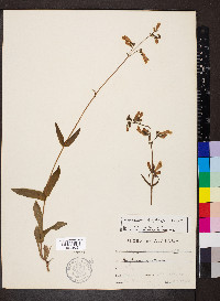 Penstemon australis image