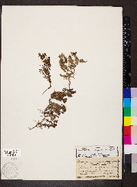 Penstemon caespitosus image