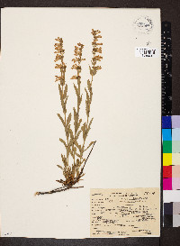 Penstemon deustus image