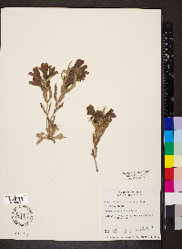 Penstemon eriantherus image