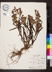 Penstemon fruticosus image