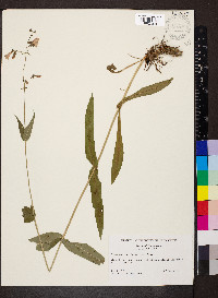 Penstemon laevigatus image