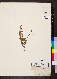 Penstemon linarioides image