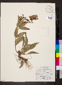 Penstemon payettensis image