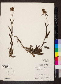 Penstemon procerus image