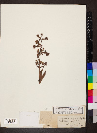 Penstemon secundiflorus image