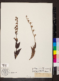 Penstemon secundiflorus image