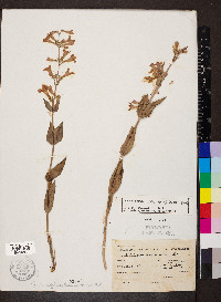 Penstemon secundiflorus image