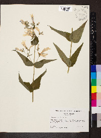 Penstemon smallii image