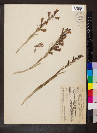 Penstemon speciosus image