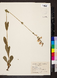 Penstemon tubaeflorus image