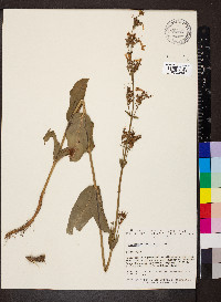 Penstemon tubaeflorus image