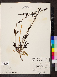 Penstemon utahensis image